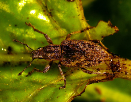 Adult weevil feeding on sugarbeet leaf