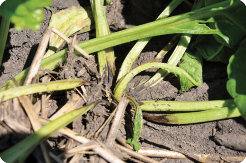 black roots on sugarbeet 