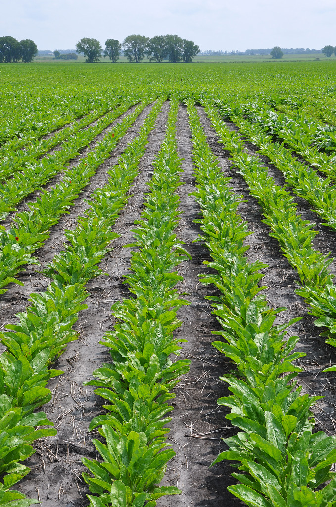 A field of stunted sugarbeet plants in Minnesota.