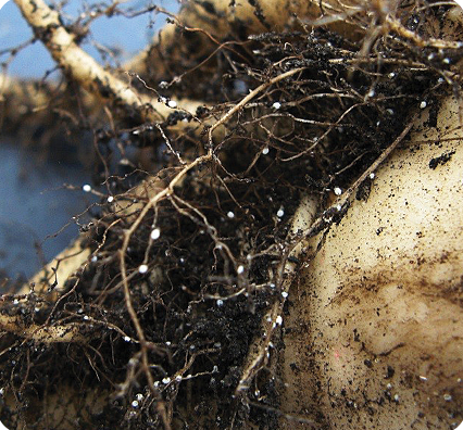 close up of SSN females feeding on sugarbeet hairs