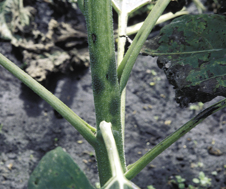 FIGURE 3 – Dark, bruiselike lesion on the stem