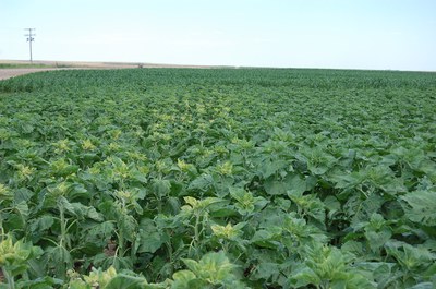 FIGURE 3 – Distribution of apical chlorosis corresponding to low areas of water accumulation in field