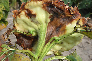 FIGURE 1 – Watery lesions forming on heads as a result of infection through wounds