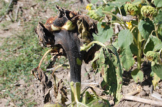 FIGURE 3 – Affected tissues dry out and turn black after a period of warm, dry weather