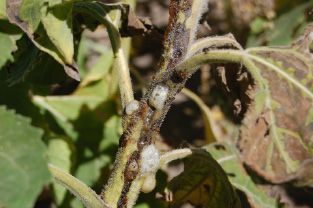 FIGURE 3 – Development of a foam on stalk wounds due to bacterial infection