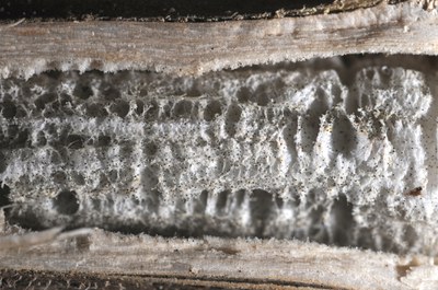 FIGURE 2 – Microsclerotia inside sunflower stem