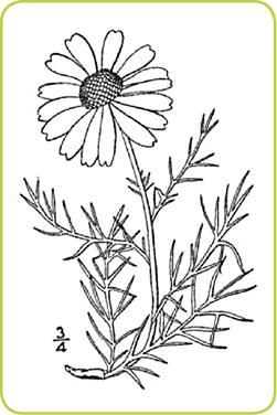 Scentless Chamomile