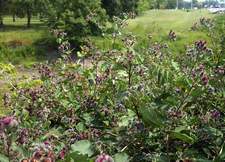 Common Burdock 1