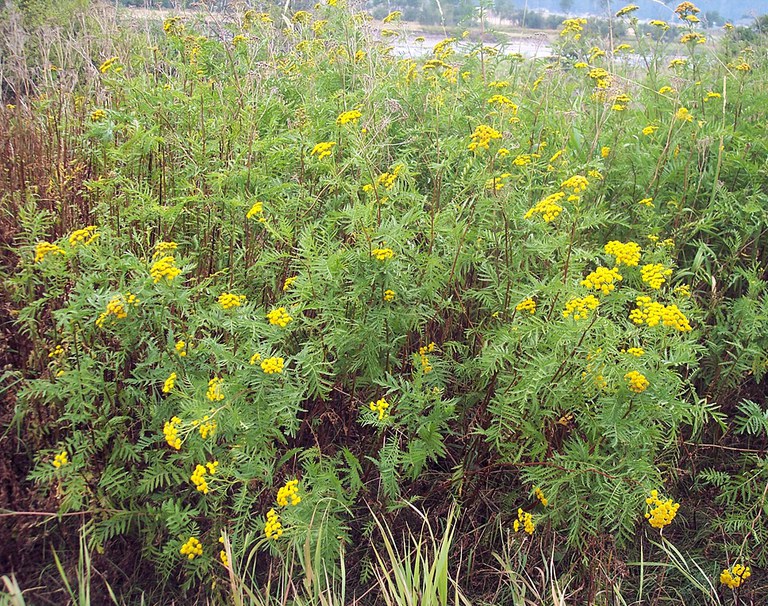 Common Tansy