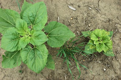 FIGURE 1 – Stunting and chlorosis (yellowing) from systemic infection: Healthy (left), infected (right)