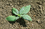 FIGURE 1 – Discrete spots of white mycelium forming on a seedling