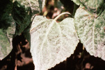 FIGURE 3 – Sunflower leaf completely covered in mycelium