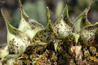 FIGURE 3 – Pustules on stem and petiole (L) and bracts (R)