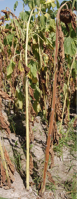 FIGURE 3 – Sunflowers infected with Fusarium