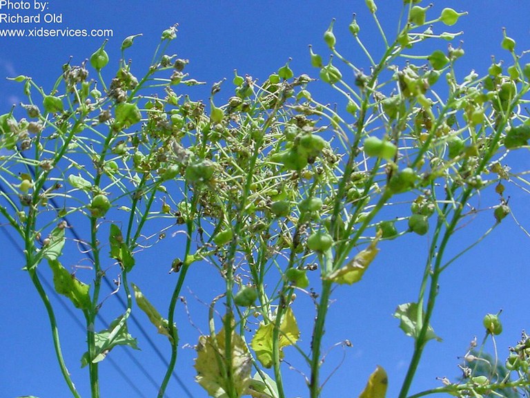 HOARY CRESS