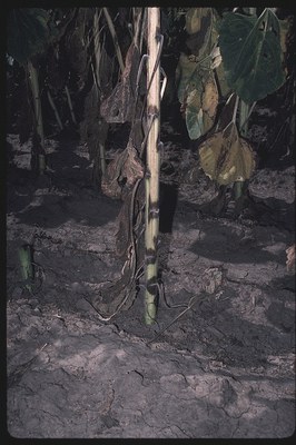 FIGURE 2 – A sunflower stalk with numerous Phoma lesions