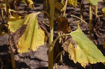 FIGURE 1 – Leaf bronzing