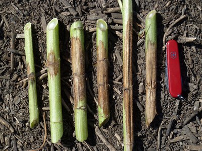 FIGURE 2 – Stem lesions at different stages of development