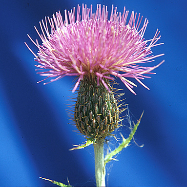 FLODMAN THISTLE