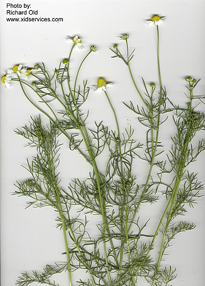 Scentless Chamomile