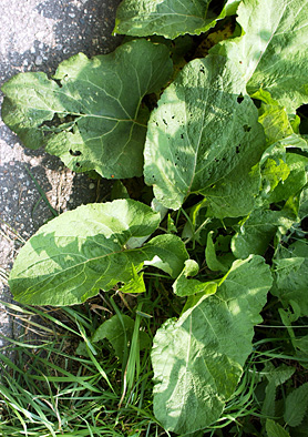 Common Burdock