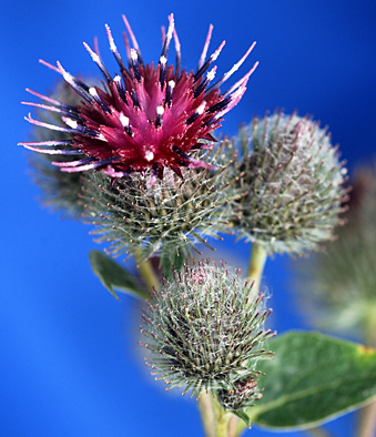 Common Burdock