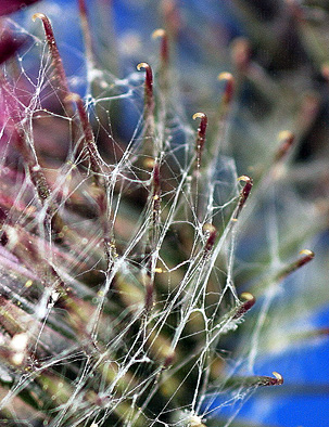 Common Burdock