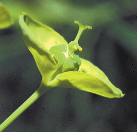 LEAFY SPURGE True flower  