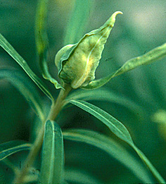 Leafy spurge gall