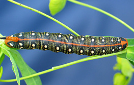 Leafy spurge hawkmoth