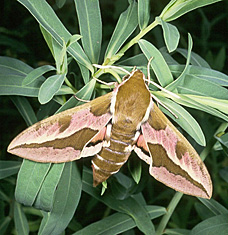 Leafy spurge  hawkmoth