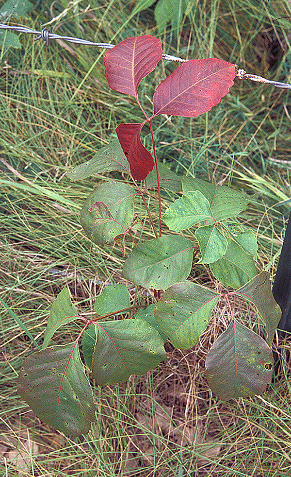 [Toxiodendron rydbergii (Small ex Rydb.) Greene]