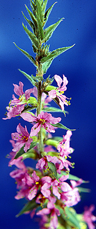 PURPLE LOOSESTRIFE