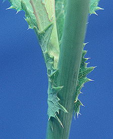 Perennial sowthistle