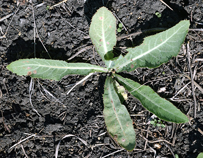 Perennial sowthistle