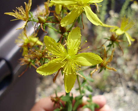 ST. JOHNSWORT