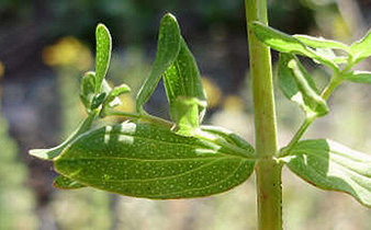 ST. JOHNSWORT