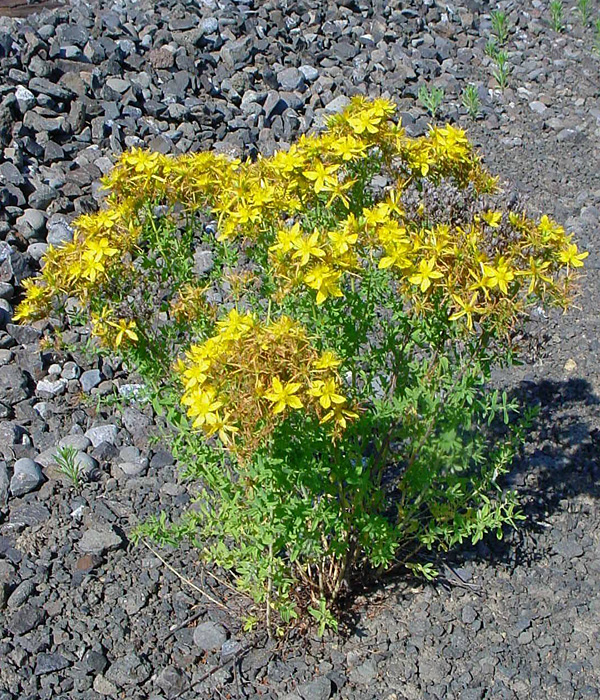 ST. JOHNSWORT