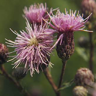 CANADA THISTLE