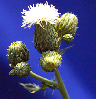 CANADA THISTLE