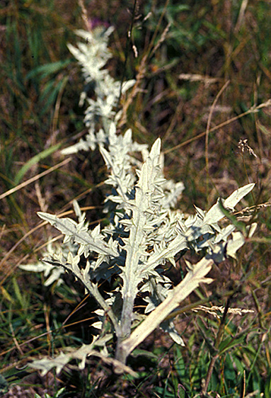 FLODMAN THISTLE