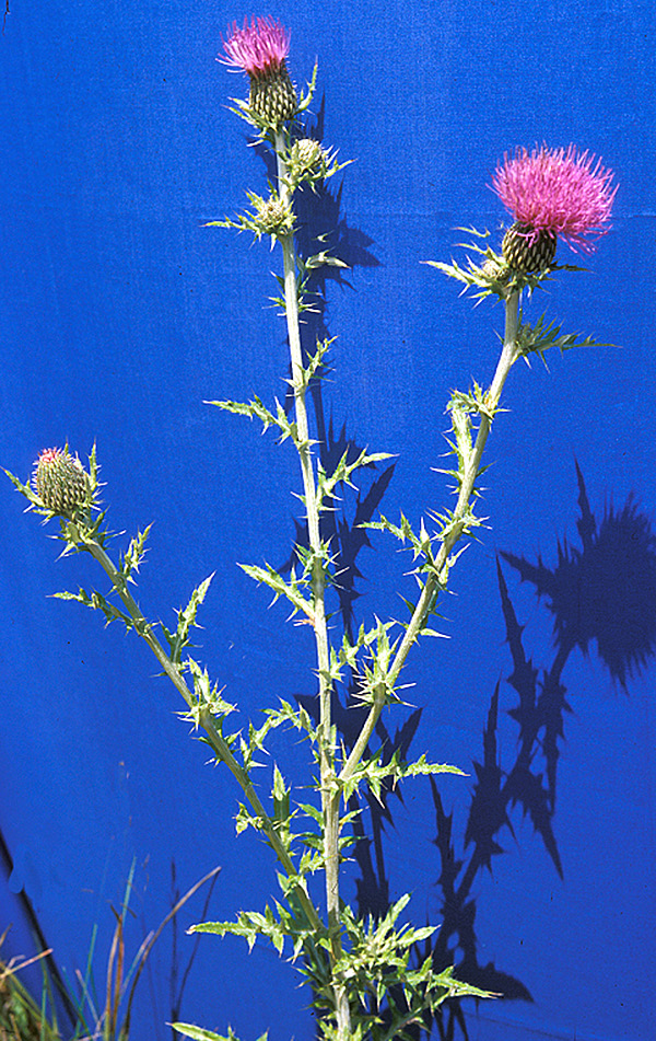 FLODMAN THISTLE