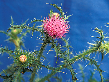 PLUMELESS THISTLE