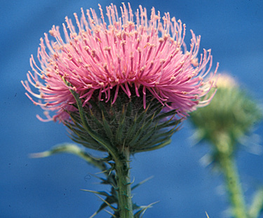 PLUMELESS THISTLE