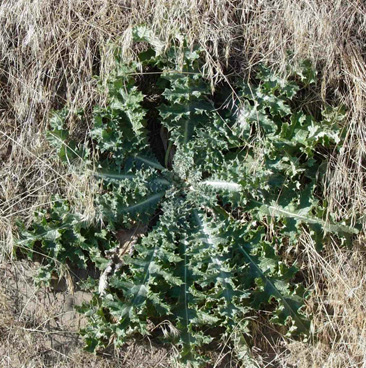 SCOTCH THISTLE