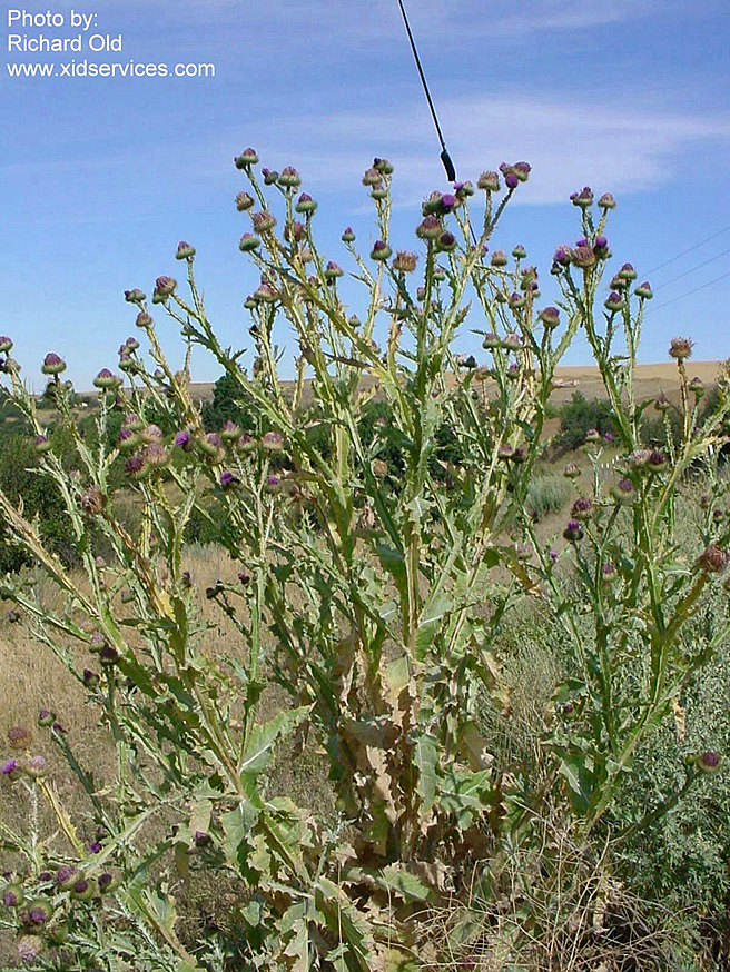 SCOTCH THISTLE