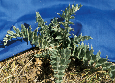 WAVYLEAF THISTLE