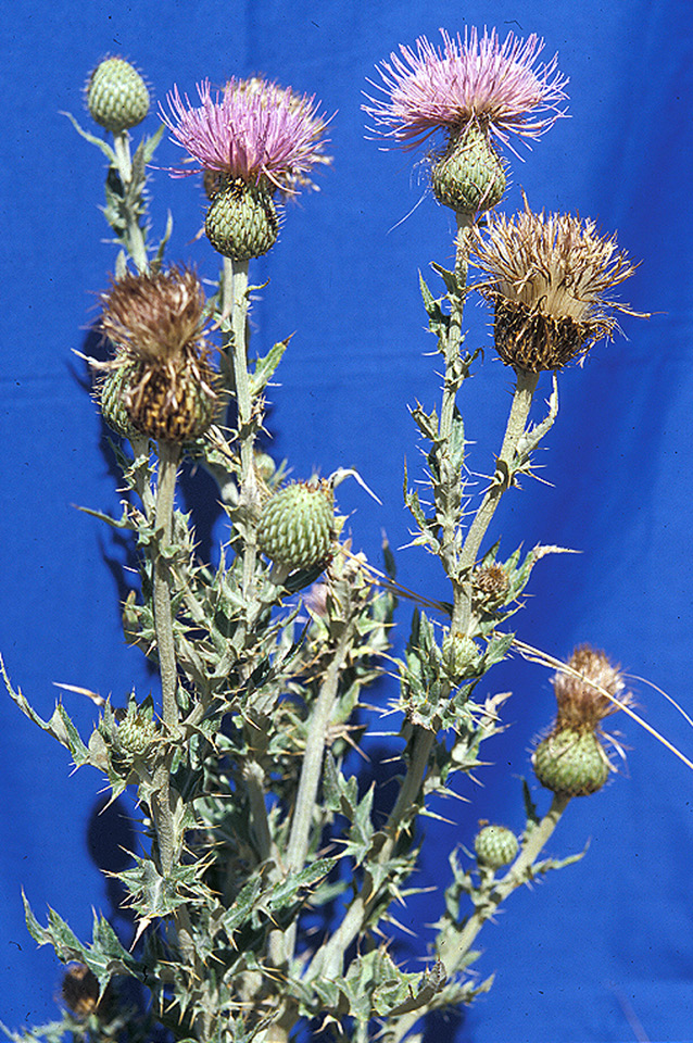 WAVYLEAF THISTLE