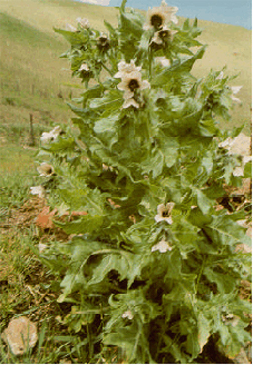 Black Henbane