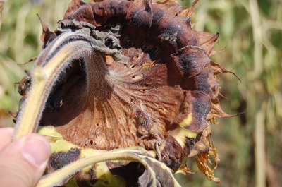 FIGURE 2 – Rotted area of head drying, shriveling and beginning to shred